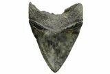 Fossil Megalodon Tooth - South Carolina River Meg #265029-2